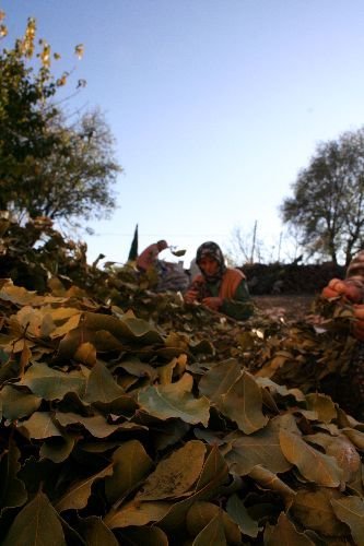 Defne, Orman Köylüsüne 1,5 Milyon Tl Kazandırdı