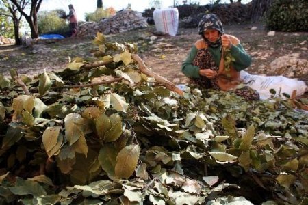 Defne, Orman Köylüsüne 1,5 Milyon Tl Kazandırdı