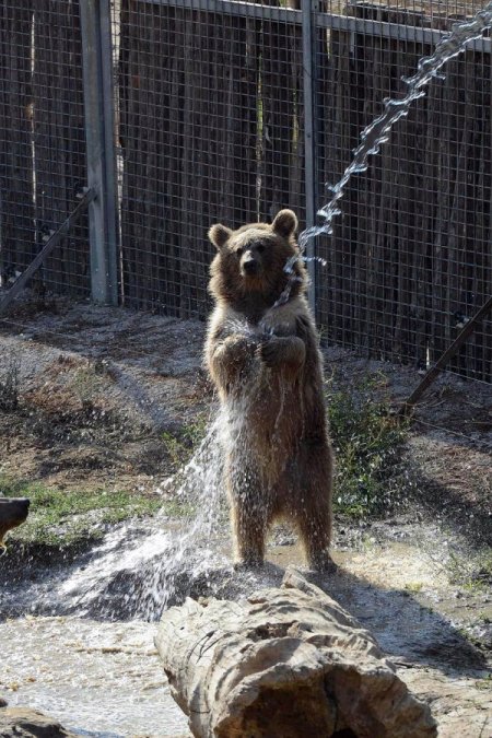 Değmeyin Duman'ın banyo keyfine