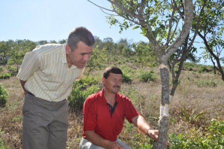 Demirci ekonomisi melengiç ağacına aşılanan Antep fıstığıyla gelişiyor