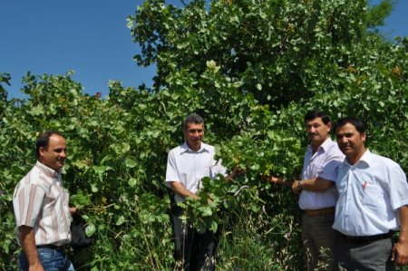 Demirci ekonomisi melengiç ağacına aşılanan Antep fıstığıyla gelişiyor