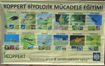 Demre'deki Seralarda Biyolojik Mücadele Dönemi Başladı
