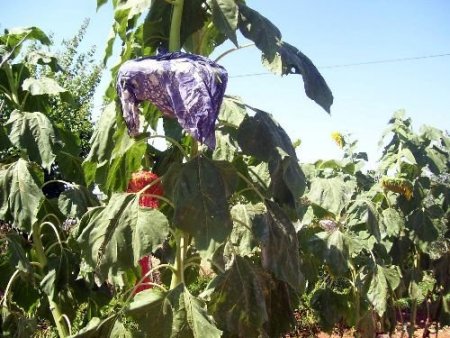 Deneme Amaçlı Ekilen Ayçiçeğinin Boyu 4 Metre 8 Santime Ulaştı