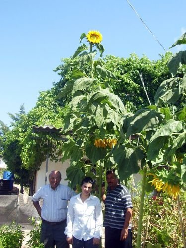 Deneme Amaçlı Ekilen Ayçiçeğinin Boyu 4 Metre 8 Santime Ulaştı