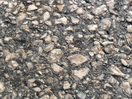 Deniz Kabuğundan Evler Yapmak