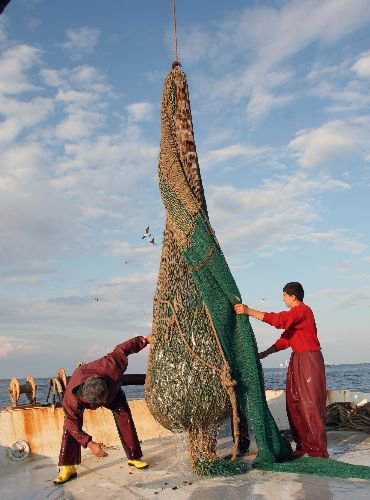 Denizde Avlanma Sezonu Sona Erdi, Hamsi Yüz Güldürmedi