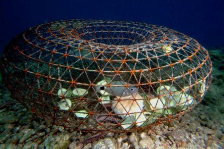 Denizdeki ‘hayalet ağlar’ temizlenecek