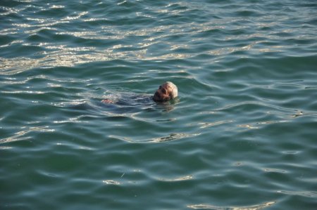 Denize düşen yaşlı adamı vatandaşlar kurtardı (Özel)