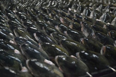 Denizi olmayan Kahramanmaraş, balık ihracatında ilk 3'e girdi