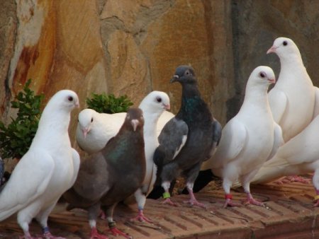 Denizli Horozu Gibi Güvercinleri De Koruma Altına Alınıyor