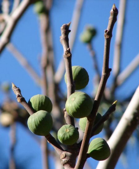 Denizli’de bir incir ağacı kışın meyve verdi