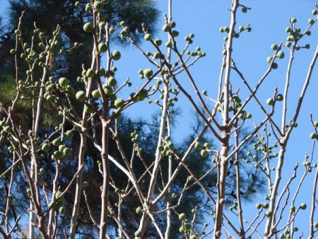 Denizli’de bir incir ağacı kışın meyve verdi