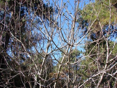 Denizli’de bir incir ağacı kışın meyve verdi