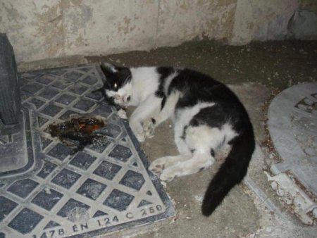 Denizli’de işkenceyle öldürülmüş kedi ve köpekler bulundu