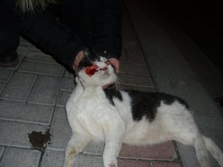 Denizli’de işkenceyle öldürülmüş kedi ve köpekler bulundu