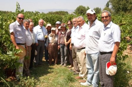 Denizli'den 'superior Seedles' Üzümü İhracı Başladı