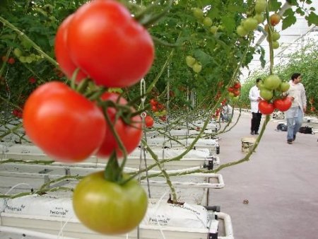 Denizlili Sanayiciler Seracılığa Yöneliyor