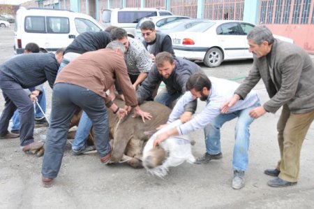 Depremzedeler, Kurban Bayramı'nı yeni evlerinde geçiriyor