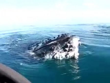 Dev balina ile korkutan temas!