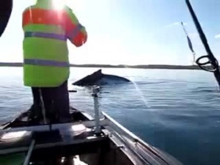 Dev balina ile korkutan temas!