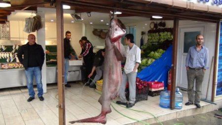 Dev 'camgöze' büyük ilgi