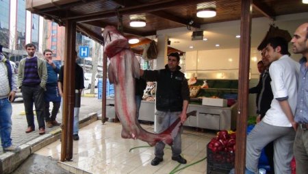 Dev 'camgöze' büyük ilgi