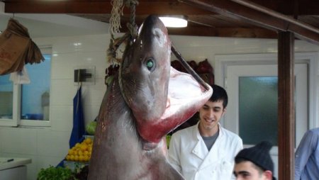 Dev 'camgöze' büyük ilgi