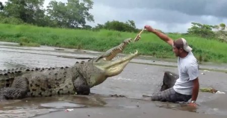 Dev timsahla oyun sonunu getiriyordu