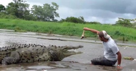 Dev timsahla oyun sonunu getiriyordu