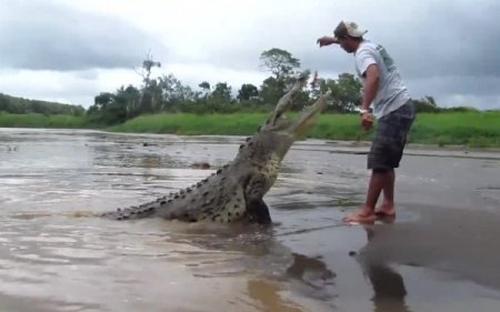 Dev timsahla oyun sonunu getiriyordu