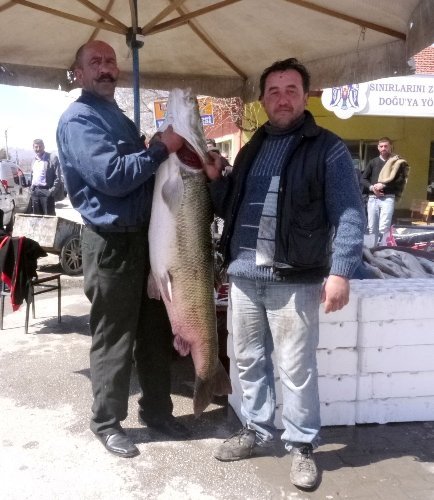 Dev turna balığı görenleri şaşırttı