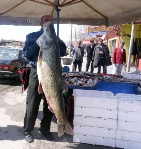 Dev turna balığı görenleri şaşırttı