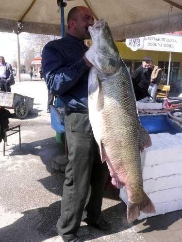 Dev turna balığı görenleri şaşırttı