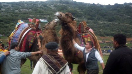 Deve Güreşine İlgi Yoğun Olmadı