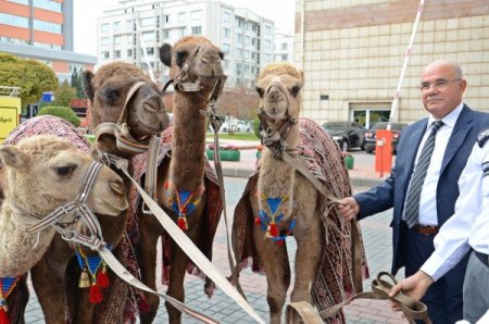 Deve kervanları 'İpekyolu Belediye Başkanları Forumu' için şehir turu yaptı
