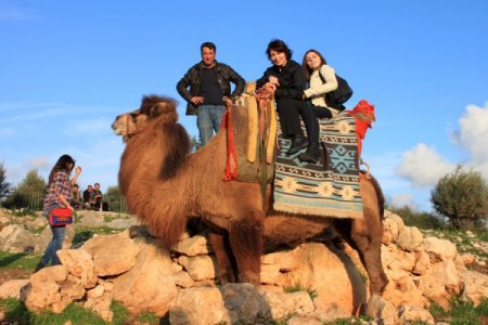 Deve turlarına büyük ilgi