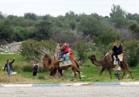 Deve turlarına büyük ilgi