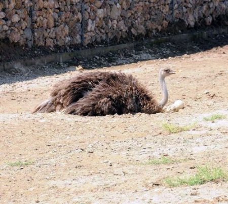 Devekuşları Yumurta Nöbetinde