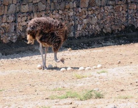 Devekuşları Yumurta Nöbetinde