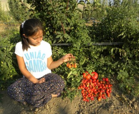 Develi Ovası'nda ampul domates yetiştirdi