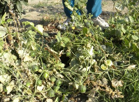 Develi Ovası'nda ampul domates yetiştirdi