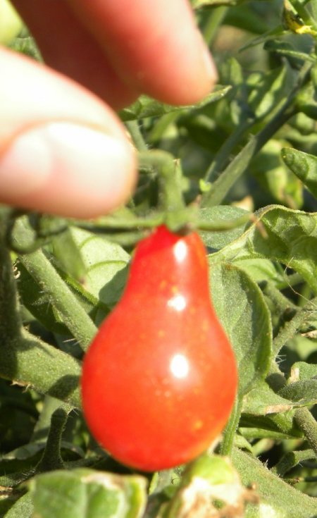 Develi Ovası'nda ampul domates yetiştirdi