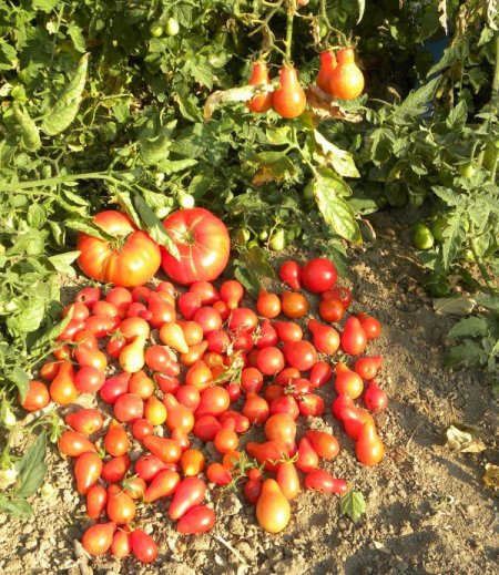 Develi Ovası'nda ampul domates yetiştirdi