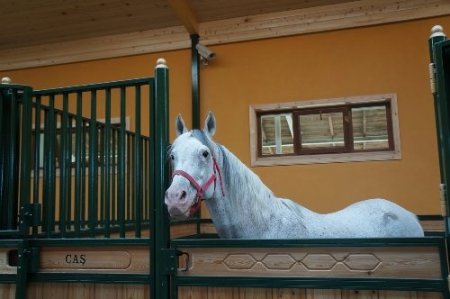 Devlete milyonlar kazandıran aygır Caş'ı Bakan Eker kamera ile takip ediyor