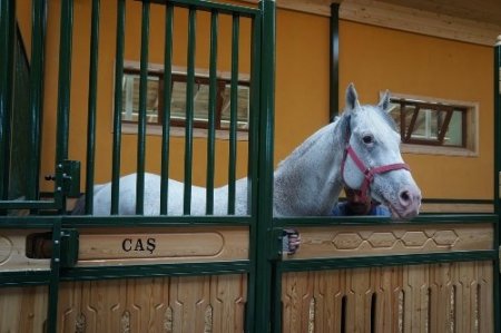 Devlete milyonlar kazandıran aygır Caş'ı Bakan Eker kamera ile takip ediyor