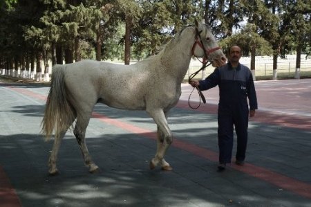 Devlete milyonlar kazandıran aygır Caş'ı Bakan Eker kamera ile takip ediyor