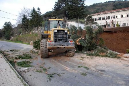 Devrilen Ağaç Yolu Trafiğe Kapadı