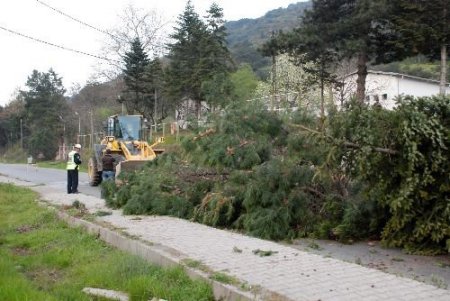 Devrilen Ağaç Yolu Trafiğe Kapadı