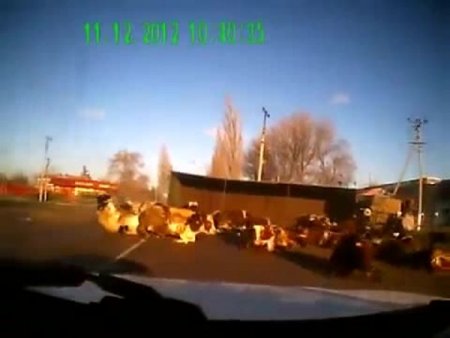 Devrilen kamyondaki inekler böyle savruldu