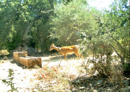 Dilek Yarımadası Milli Parkı'ndaki Alageyiklerden Biri Yavruladı